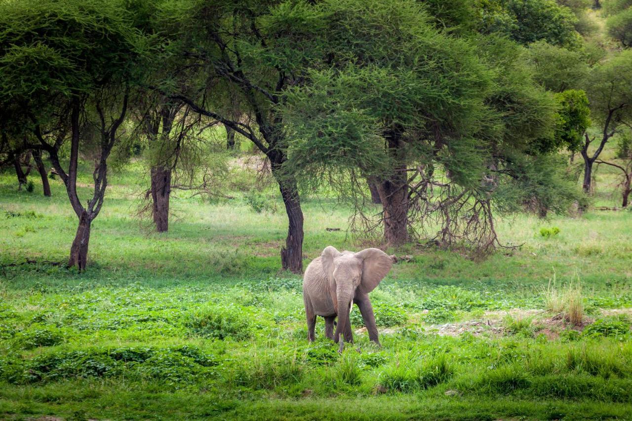 Baobab Tented Camp Kwa Kuchinia エクステリア 写真