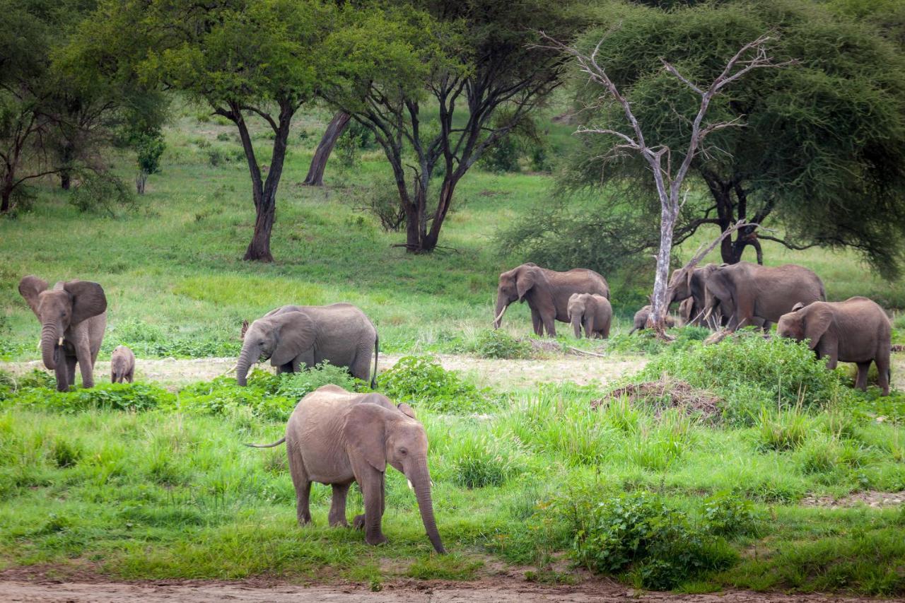 Baobab Tented Camp Kwa Kuchinia エクステリア 写真