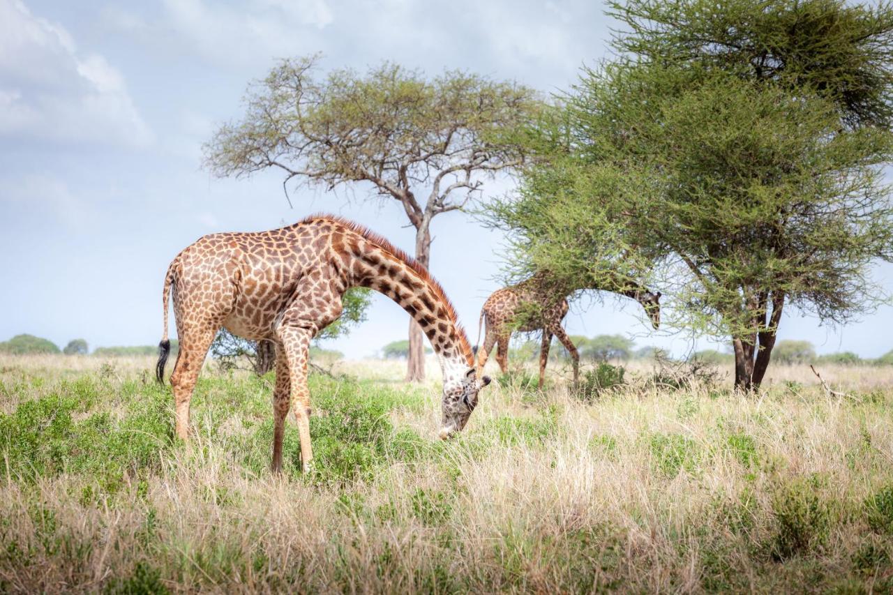 Baobab Tented Camp Kwa Kuchinia エクステリア 写真