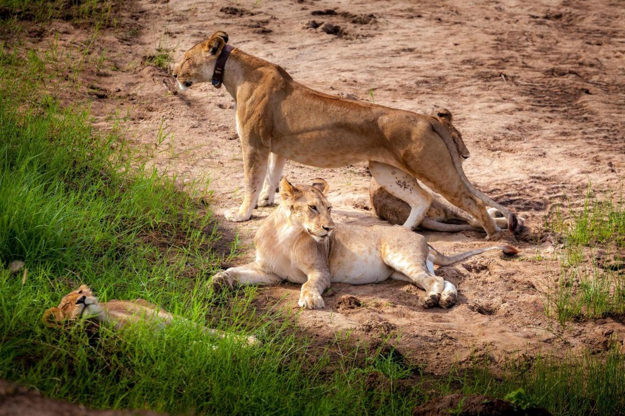 Baobab Tented Camp Kwa Kuchinia エクステリア 写真